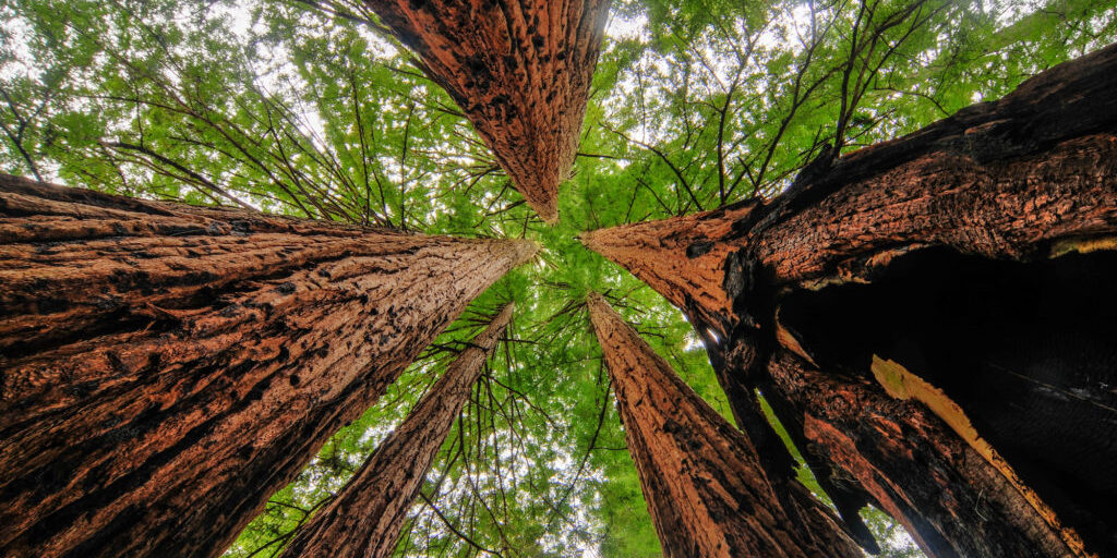 California Sequoia Trees Sequoia Trees in Big Basin Redwoods State Park